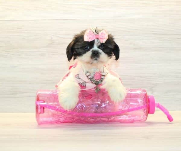 Blakely - Toy Shih Tzu Puppy - Image 3