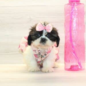 Blakely - Toy Shih Tzu Puppy