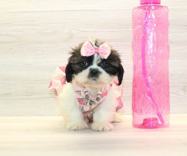 Blakely - Toy Shih Tzu Puppy