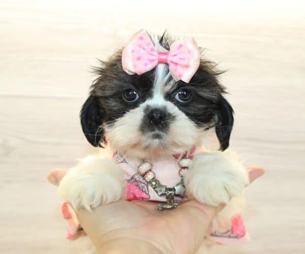 Blakely - Toy Shih Tzu Puppy - Image 2
