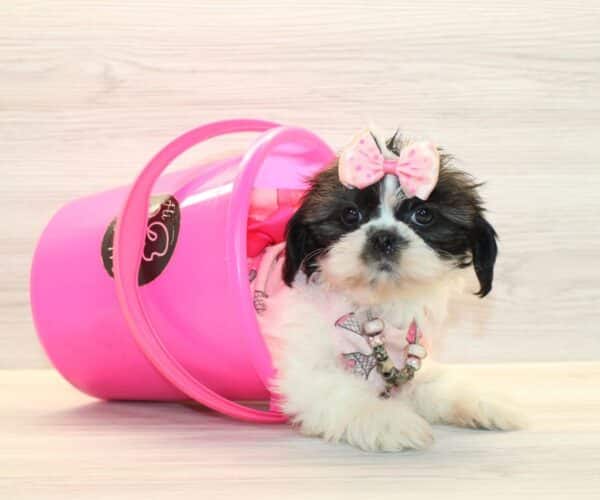 Blakely - Toy Shih Tzu Puppy - Image 5