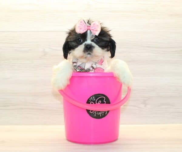 Blakely - Toy Shih Tzu Puppy - Image 4