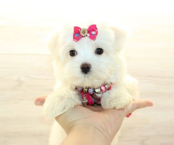Blush - Teacup Maltese Puppy - Image 3