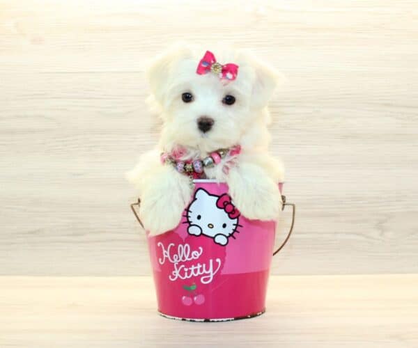 Blush - Teacup Maltese Puppy - Image 4