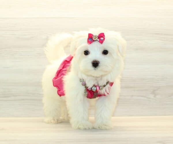 Blush - Teacup Maltese Puppy - Image 5