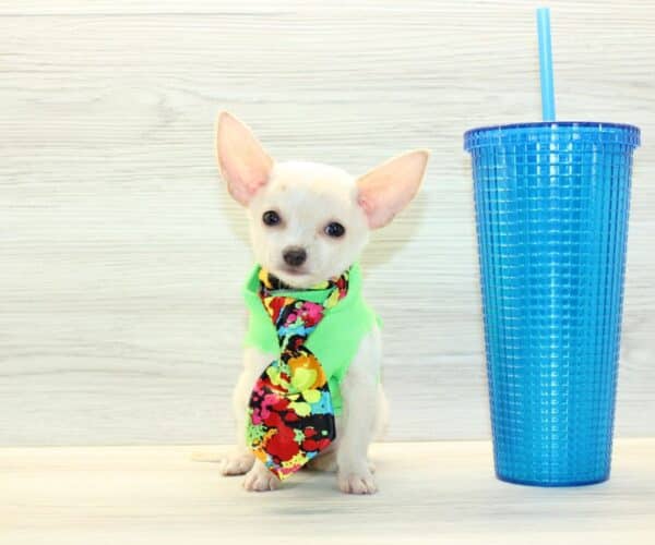 Button - Teacup Chihuahua Puppy - Image 5