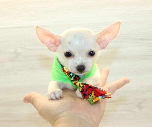 Button - Teacup Chihuahua Puppy - Image 3