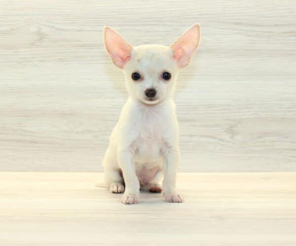 Button - Teacup Chihuahua Puppy - Image 2