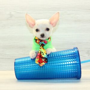 Button - Teacup Chihuahua Puppy