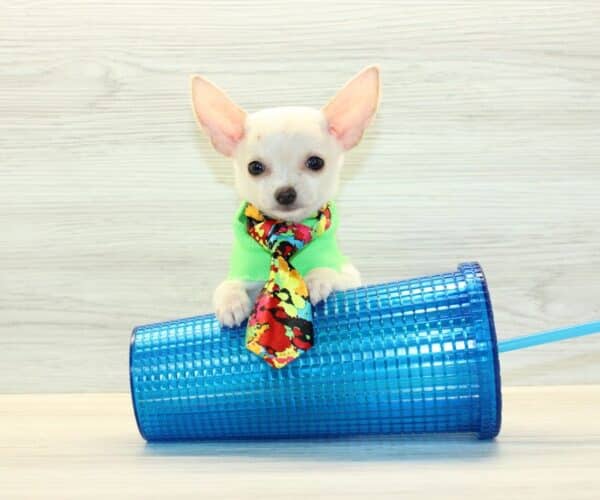Button - Teacup Chihuahua Puppy