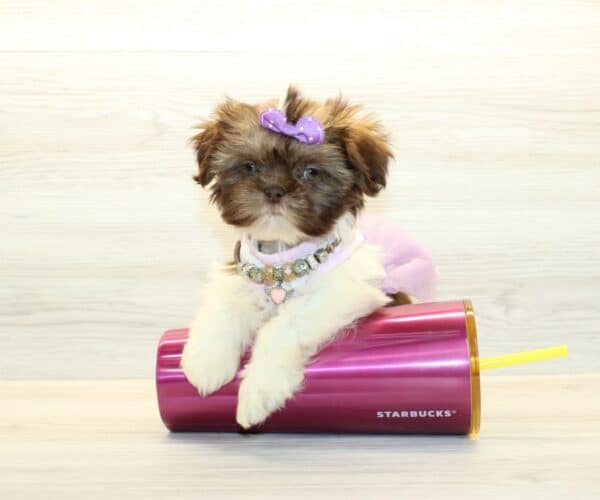 Candy - Toy Shih Tzu Puppy - Image 4