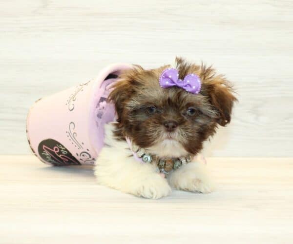 Candy - Toy Shih Tzu Puppy - Image 2