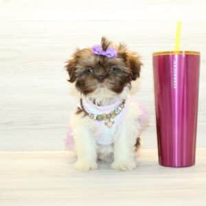 Candy - Toy Shih Tzu Puppy