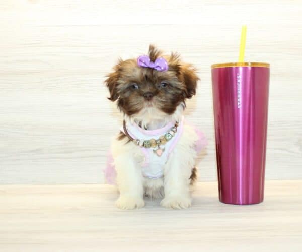 Candy - Toy Shih Tzu Puppy