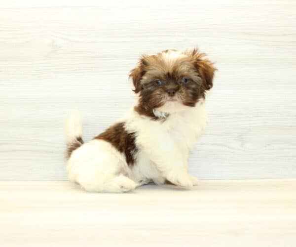 Candy - Toy Shih Tzu Puppy - Image 3