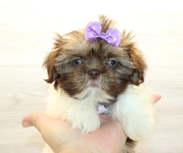 Candy - Toy Shih Tzu Puppy - Image 5