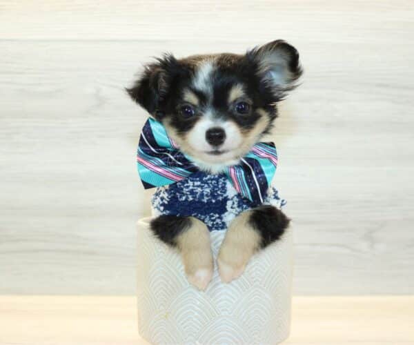 Chibi - Tiny Teacup Chihuahua Puppy - Image 4
