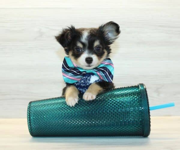 Chibi - Tiny Teacup Chihuahua Puppy - Image 3