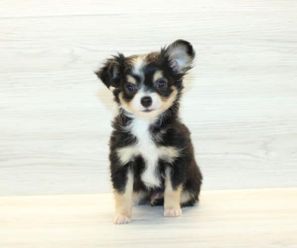 Chibi - Tiny Teacup Chihuahua Puppy - Image 2