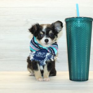 Chibi - Tiny Teacup Chihuahua Puppy