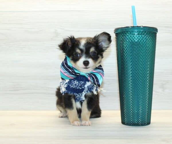 Chibi - Tiny Teacup Chihuahua Puppy