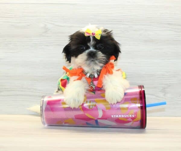 Daisy J. - Toy Shih Tzu Puppy - Image 2