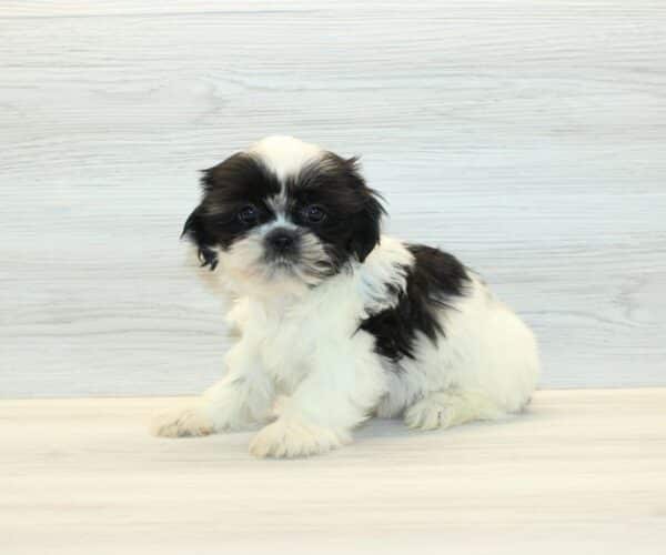 Daisy J. - Toy Shih Tzu Puppy - Image 4
