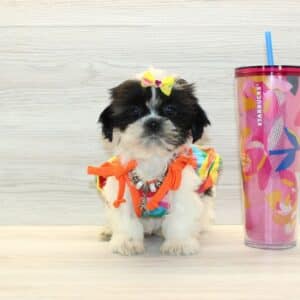 Daisy J. - Toy Shih Tzu Puppy