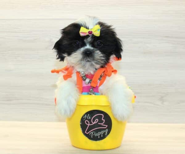 Daisy J. - Toy Shih Tzu Puppy - Image 5