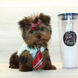 Dog Man - Tiny Teacup Yorkie Puppy