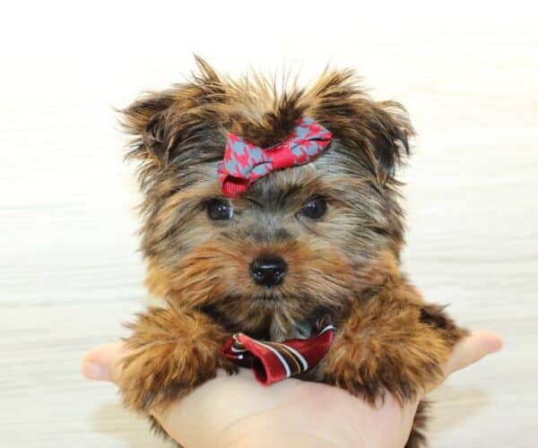 Dog Man - Tiny Teacup Yorkie Puppy - Image 3
