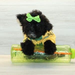 Edgar - Toy Teddy Bear Puppy