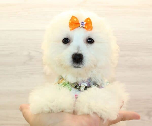 Freya - Bichon Frise Puppy - Image 3