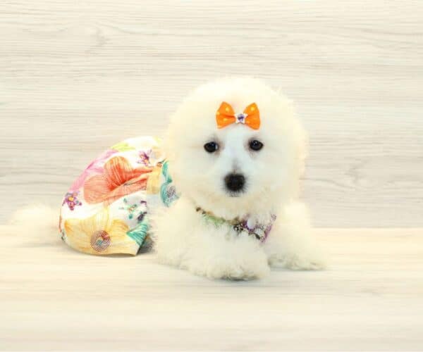 Freya - Bichon Frise Puppy - Image 2