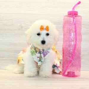 Freya - Bichon Frise Puppy