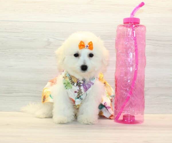 Freya - Bichon Frise Puppy