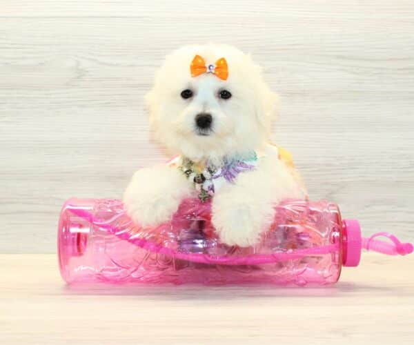 Freya - Bichon Frise Puppy - Image 4