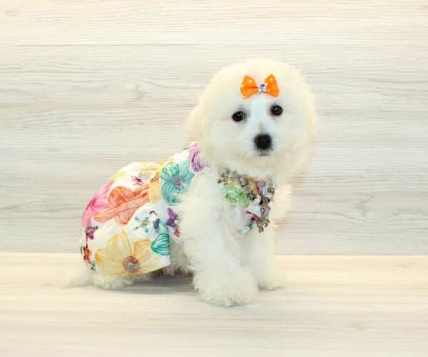 Freya - Bichon Frise Puppy - Image 5
