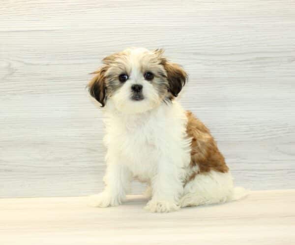 Gaga - Toy HavaTzu Puppy - Image 6