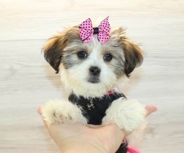 Gaga - Toy HavaTzu Puppy - Image 3