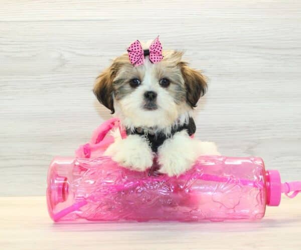 Gaga - Toy HavaTzu Puppy - Image 4