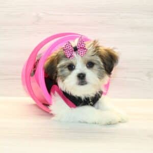Gaga - Toy HavaTzu Puppy