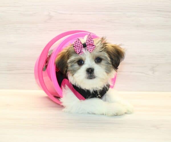 Gaga - Toy HavaTzu Puppy