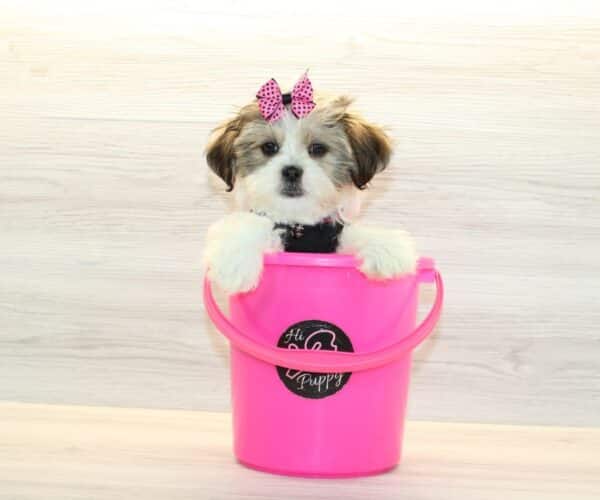 Gaga - Toy HavaTzu Puppy - Image 5
