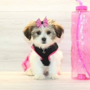 Gaga - Toy HavaTzu Puppy