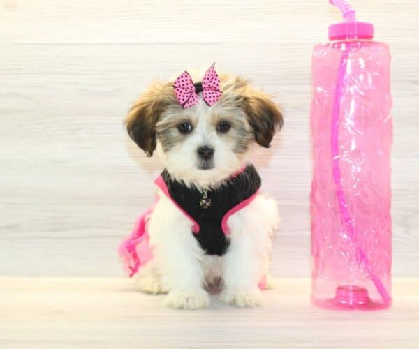 Gaga - Toy HavaTzu Puppy - Image 2