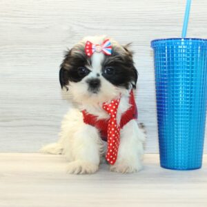 Harp - Toy Shih Tzu Puppy