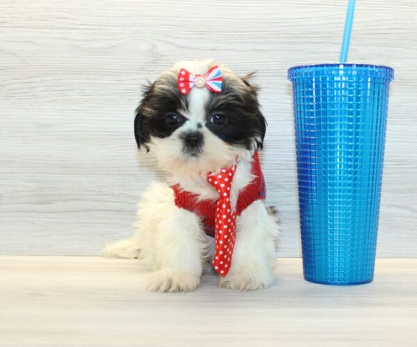 Harp - Toy Shih Tzu Puppy