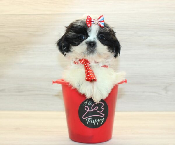 Harp - Toy Shih Tzu Puppy - Image 4
