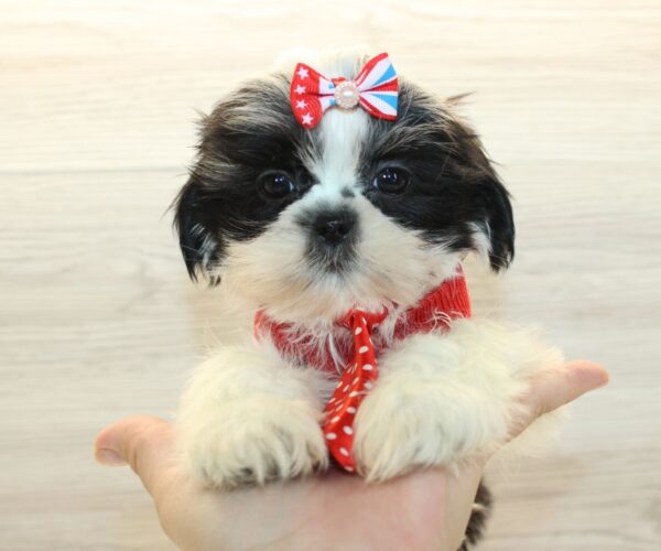 Harp - Toy Shih Tzu Puppy - Image 3